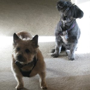 My dogs, Scrappy on the left and Cholla on the right.